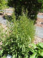 Rumex Crispus, fam. Polygonacees (2) (Photo F. Mrugala)